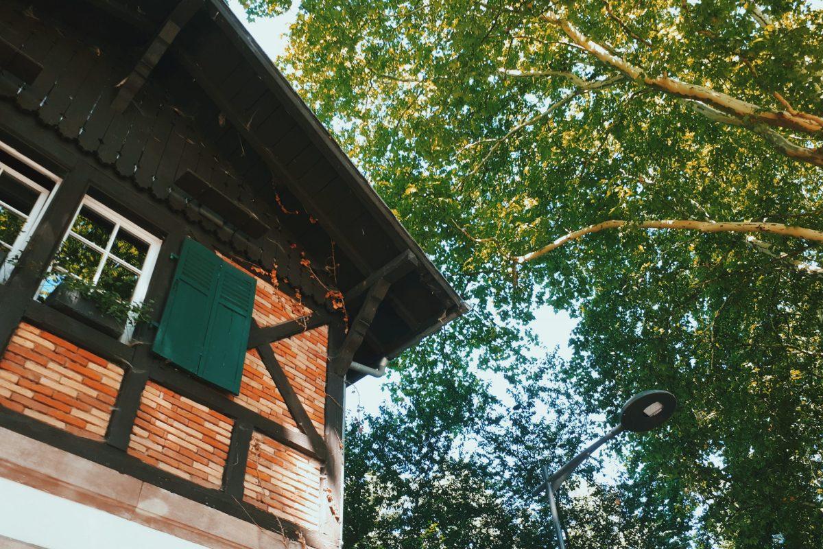 Somewhere in the Robersau forest. Processed with VSCO with c7 preset